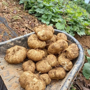 당뇨에 좋은 히카마 효능&amp;#44; 부작용&amp;#44; 먹는법 알아보기