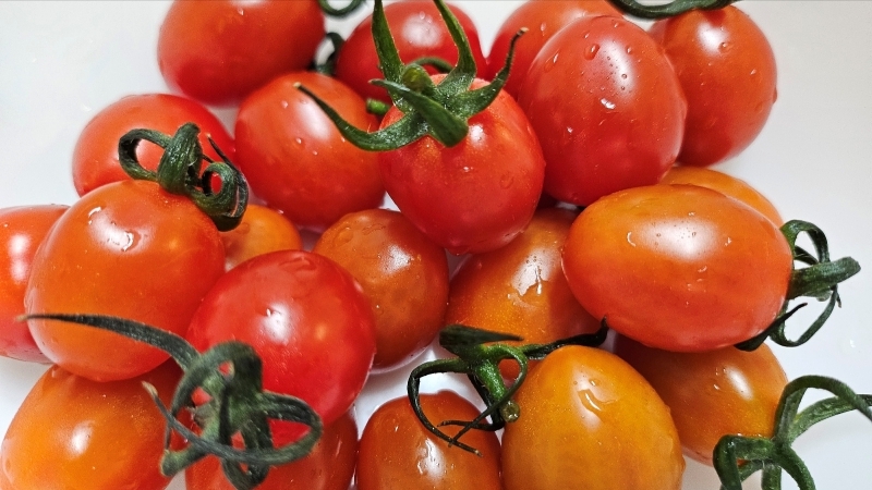 스테비아토마토5