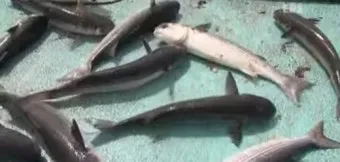 강화도 숭어낚시 최고 포인트 추천 정확한 주소와 주차 정보_17