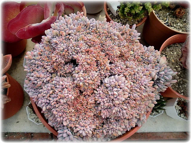 다육이 물주기 환기요령 일조량관리 여름과 겨울 관리법_8