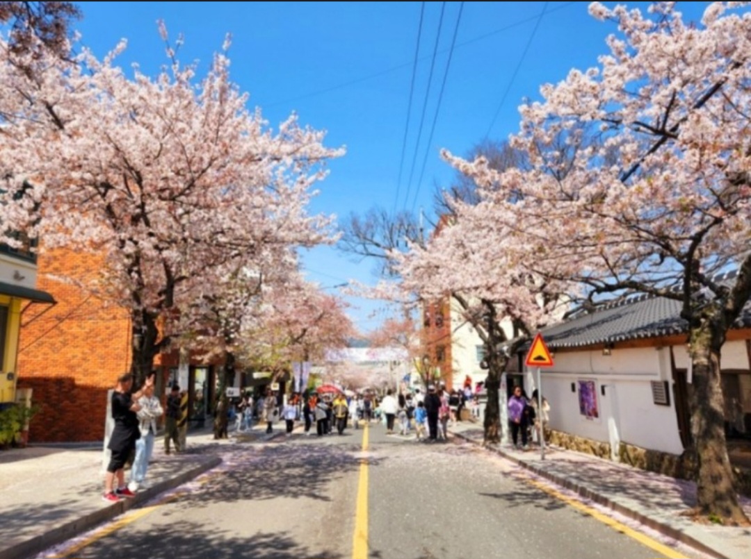 전국 벚꽃 명소 벚꽃길 핫플레이스 10곳 추천