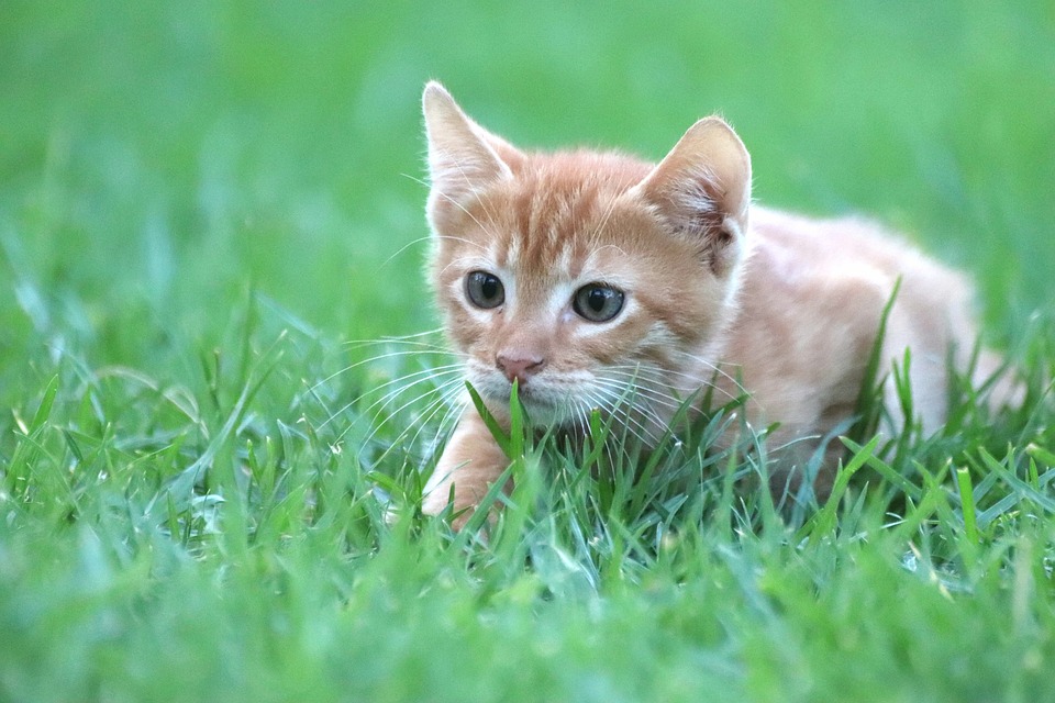 고양이 반려묘 냥냥이 댕댕이집사