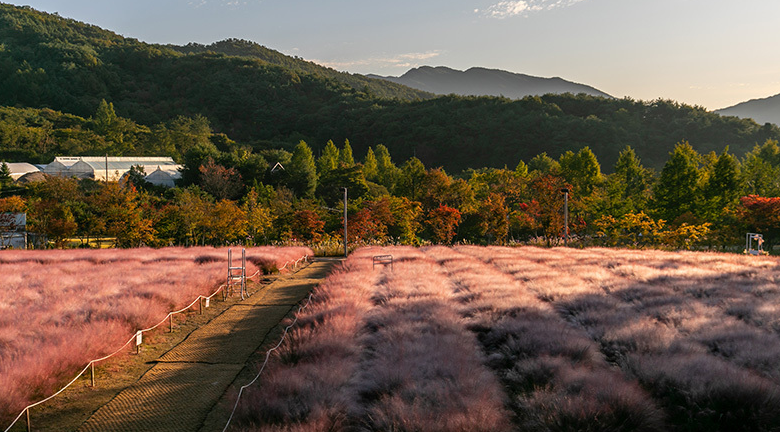 평강랜드 핑크뮬리