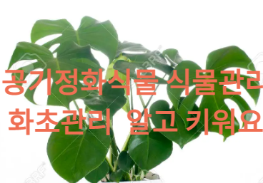 몬스테라 공기정화식물