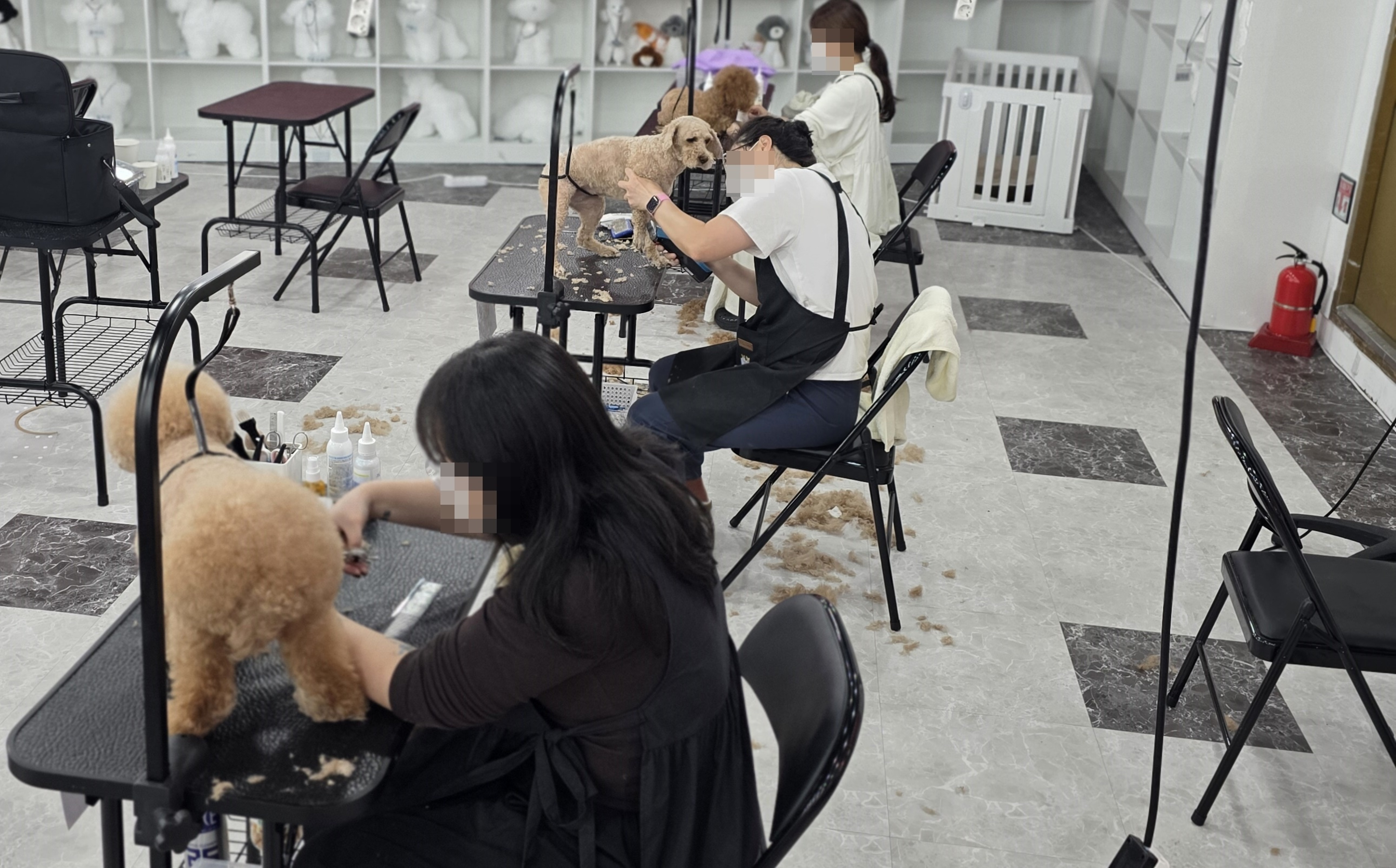 달서구애견미용학원