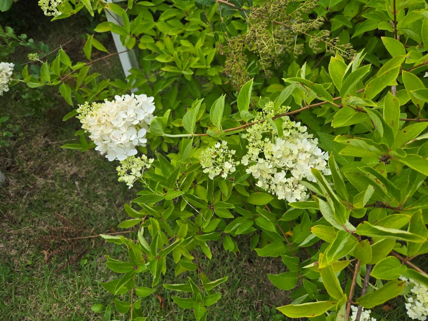 활짝 핀 하얀 꽃