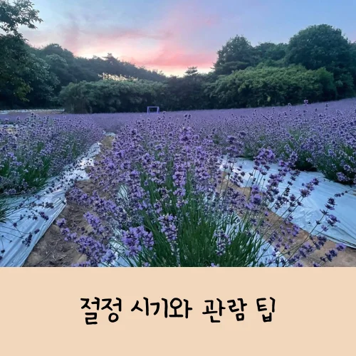 고창청농원 라벤더 축제