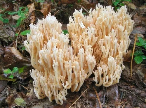 싸리버섯 효능 종류 채취시기 제철 손질법 요리법싸리 보관방법 정리_4