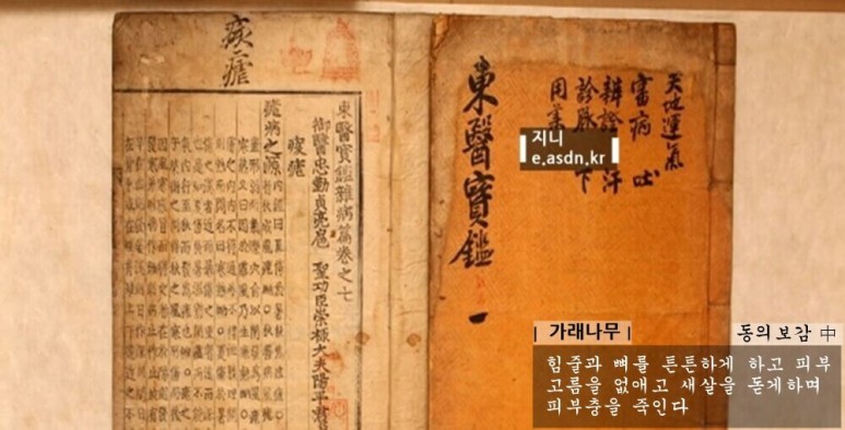 가래나무 효능 13가지와 복용법 부작용 총정리