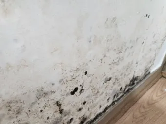 장마철 곰팡이 제거방법 꿀팁 정리 완벽 가이드_3