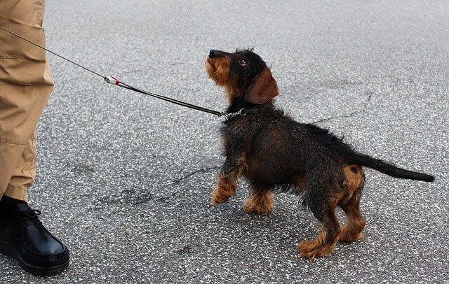 반려동물 행동교정 신청방법