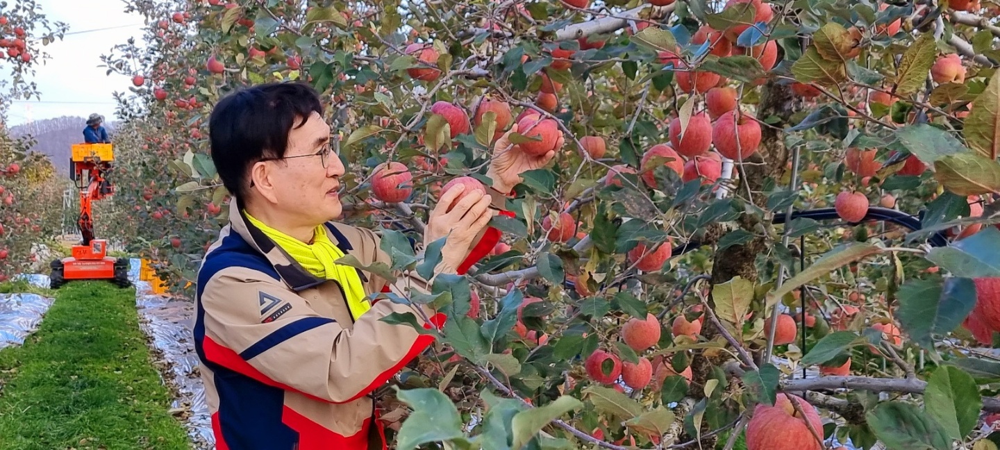 내고향 청송 사과 따기 체험