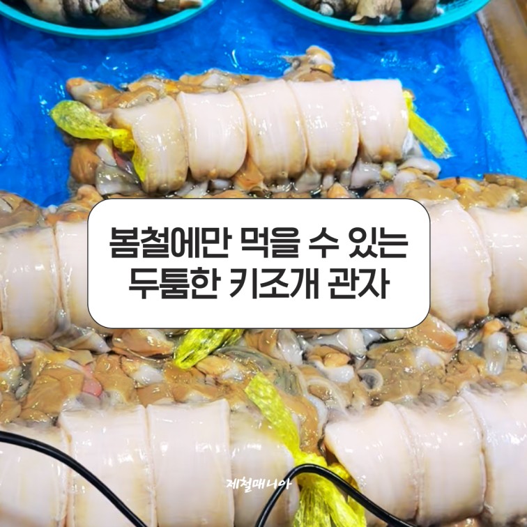 키조개 관자