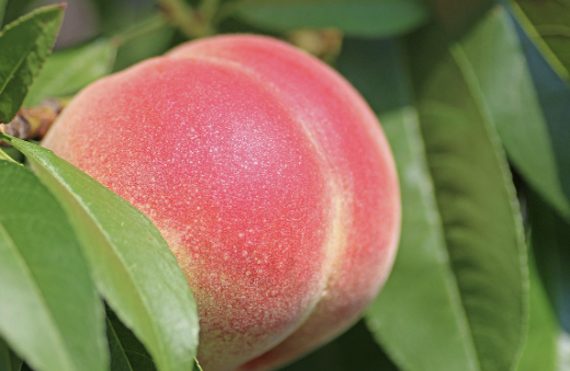 복숭아 보관방법 1