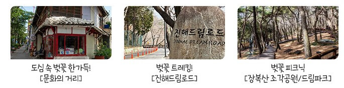 2025진해군항제 벗꽃축제 일정정보 예약하기