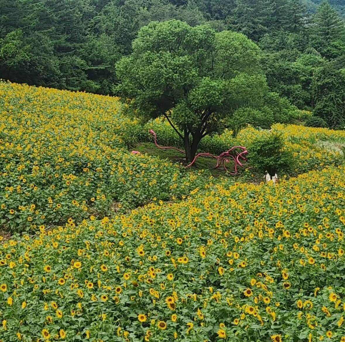 태백 해바라기축제