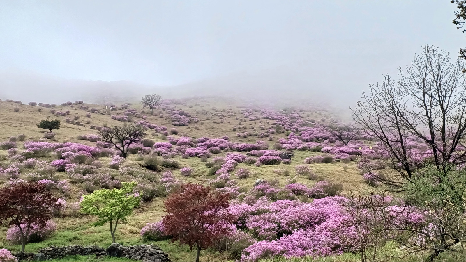 합천 황매산 철쭉44