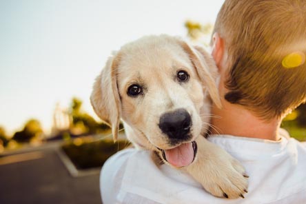 사랑스러운-강아지