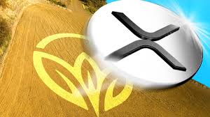 XRP ETF 승인 확률 95%?