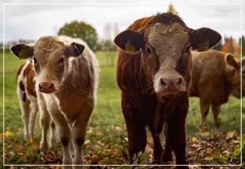 소를 도둑맞는 꿈 꿈해몽