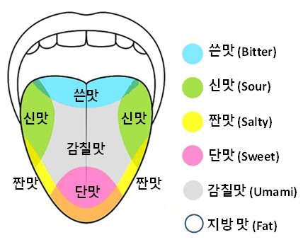 혀의 부위에 따라 맛의 종류