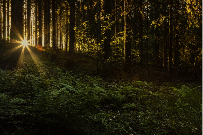 머리카락 길몽 흉몽