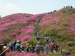 제 20회 일림산 철쭉문화행사 기본일정과 특징 소개