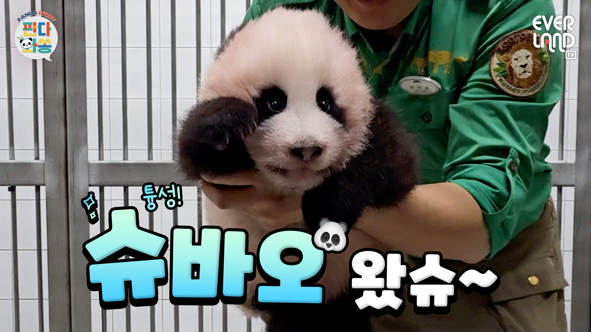 슈바오 보러 냉큼오슈🐼💚｜#판다와쏭 #271