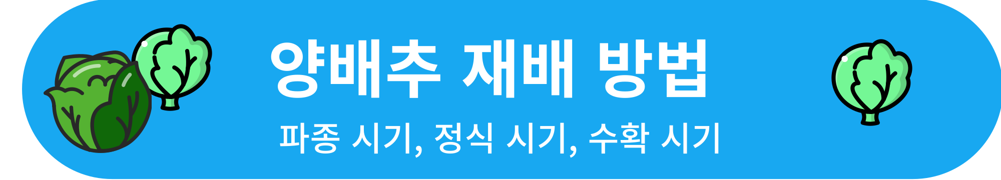양배추 재배 방법