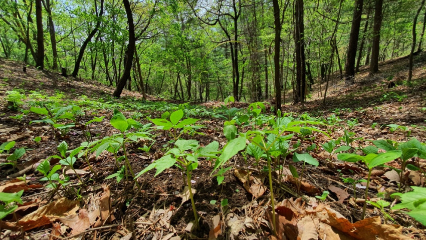 6시내고향 평창 산양삼 효능 및 구매 정보 삼부자 평창 산양삼