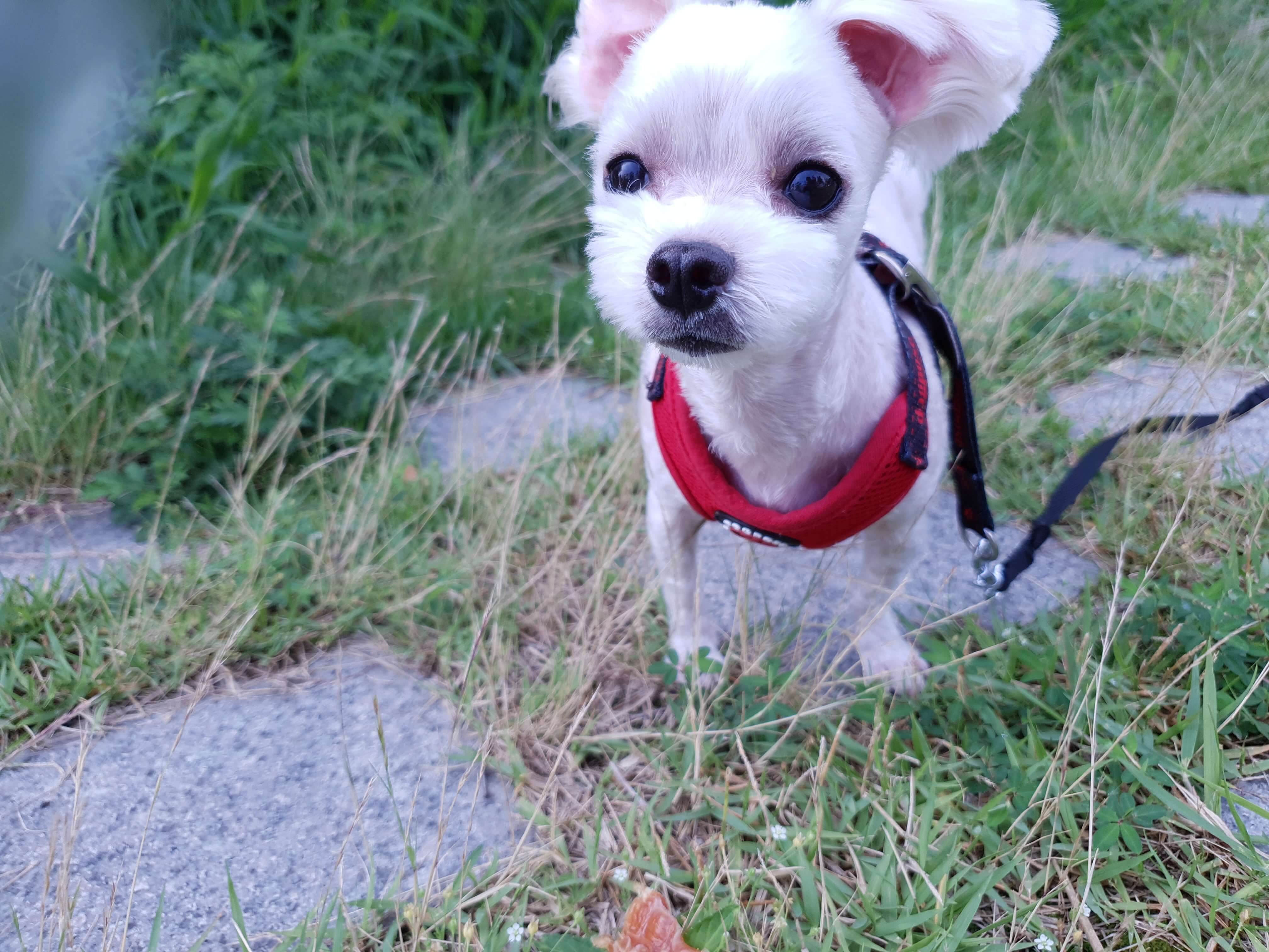 강아지-두부