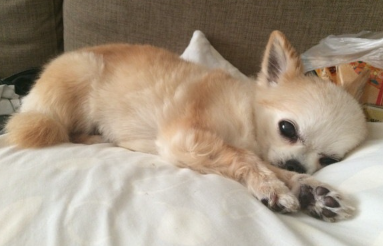 자고 일어나서 기분이 안 좋은 치와와.