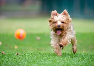 요크셔 테리어/출처:어도비스톡