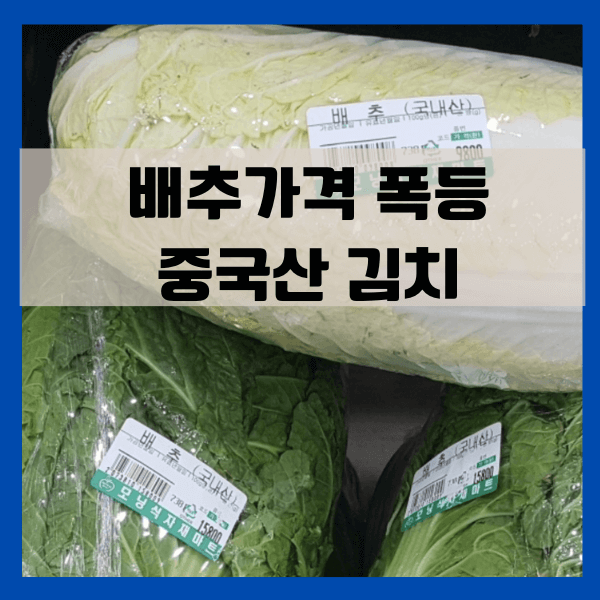 배추가격폭등_썸네일