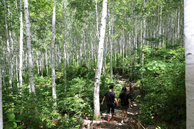 인제 자작나무숲