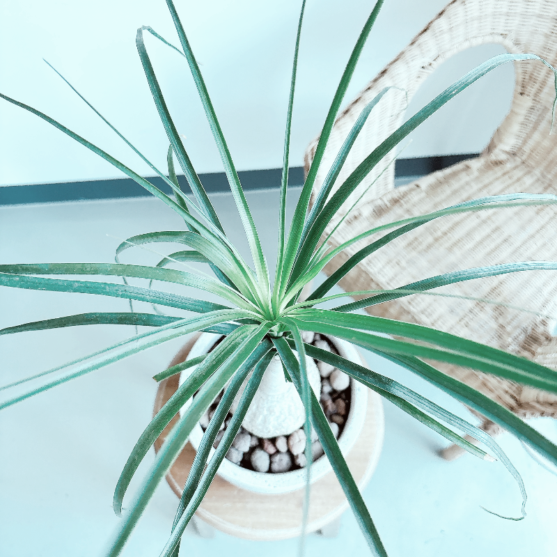 덕구리난-가지치기