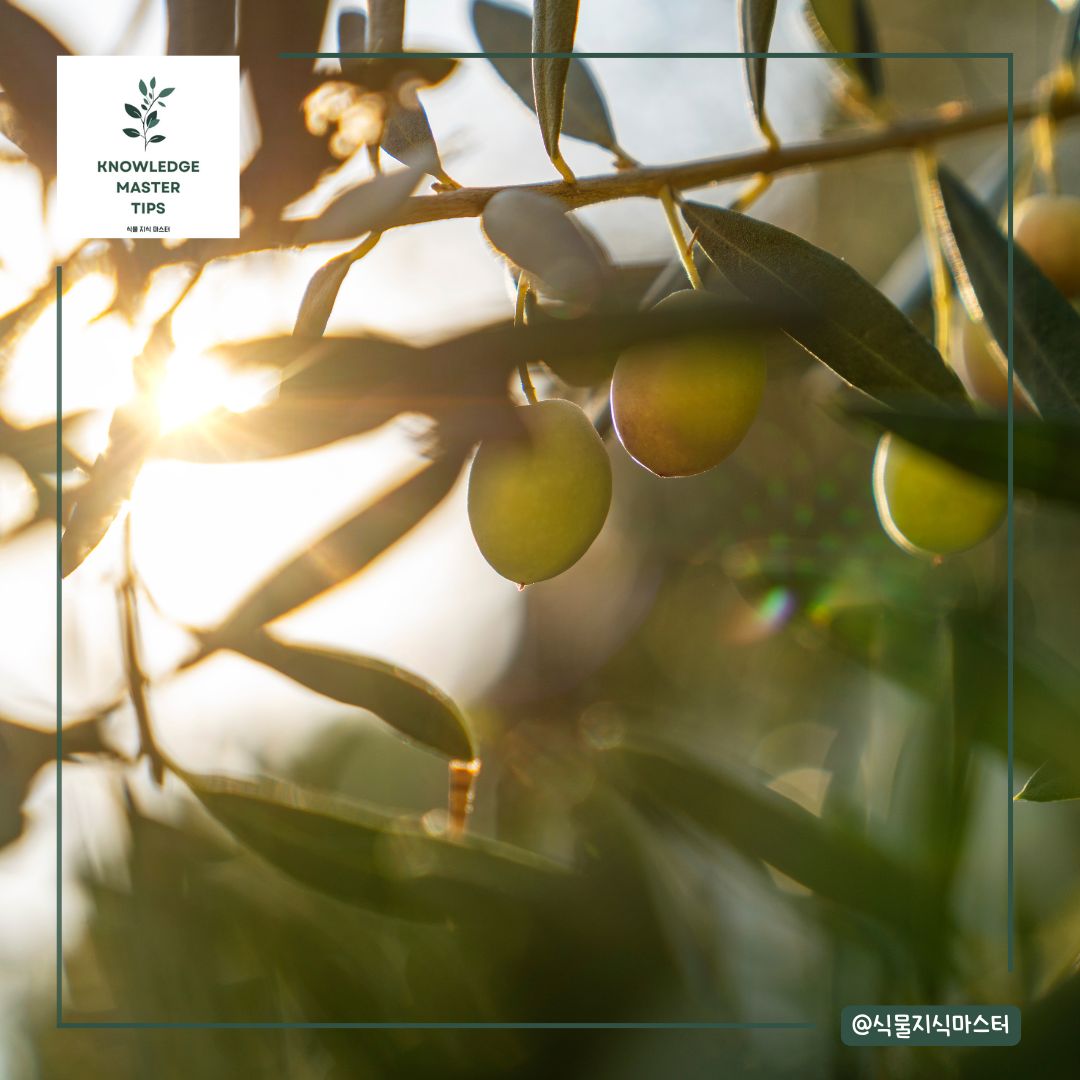 올리브나무 키우기에 필요한 빛 / 광도