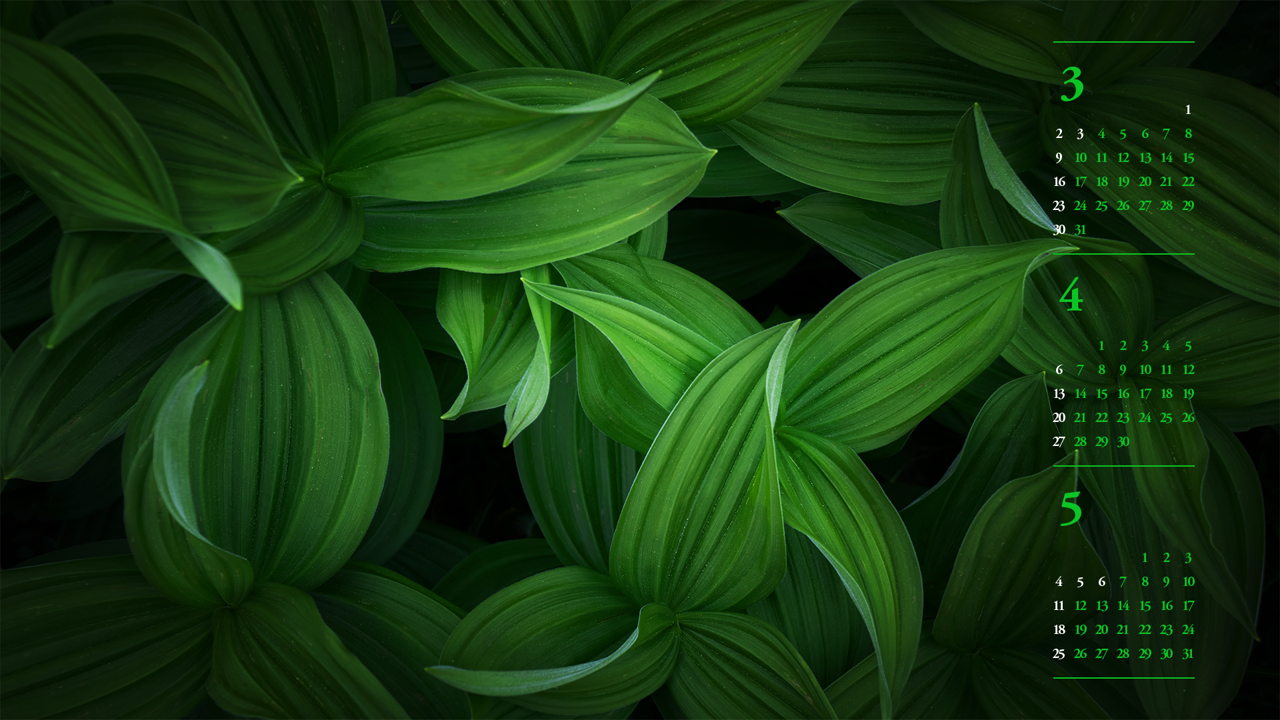 11 초록색 이파리들 B - 2025년4월 노트북배경화면