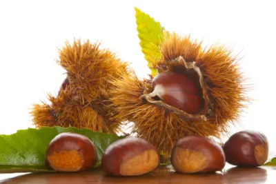 가을 제철음식 밤 효능과 영양성분