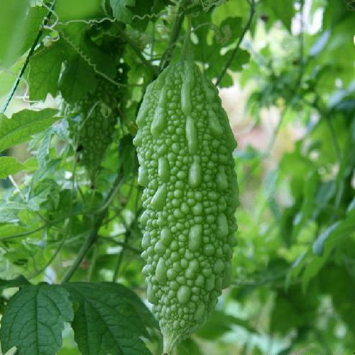 수세미박 효능 및 부작용