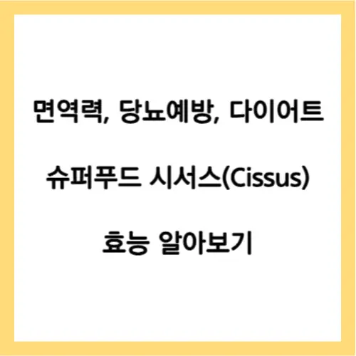 시서스 효능