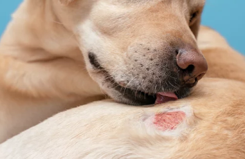 피부병있는 강아지 사진/출처:어도비스톡