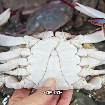 꽃게 암수 구별