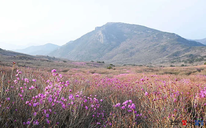 비슬산자연휴양림