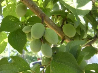 매실 재배 적과 타이밍 병충해 방제 수확 저장_12