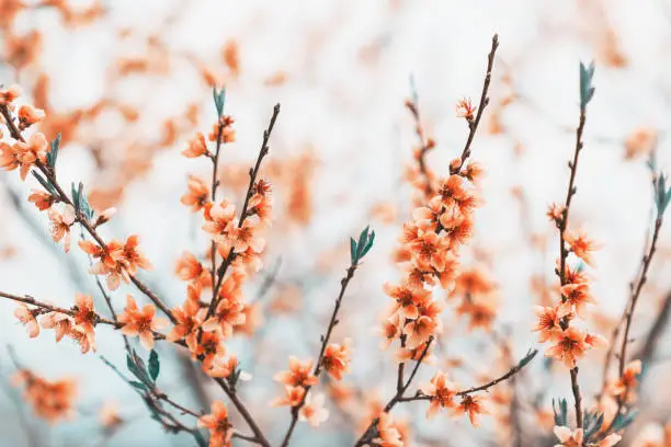아산 현충사 홍매화 꽃구경