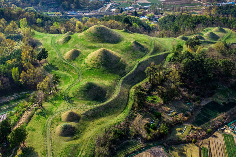 창녕 낙동강 유채꽃 축제 