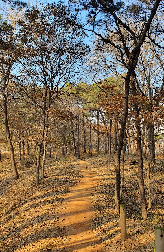 숲 속 산책로에서 주의할 점