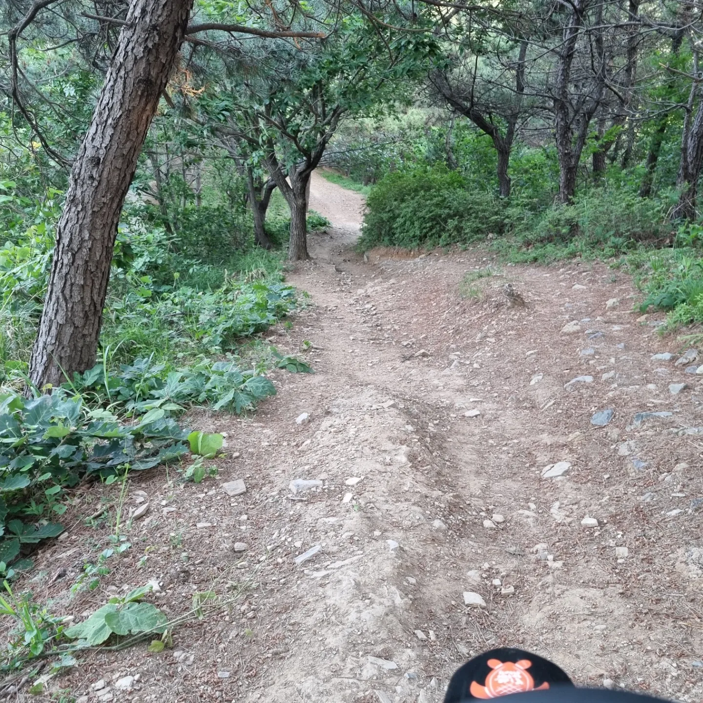 라이트비x 임도 테스트