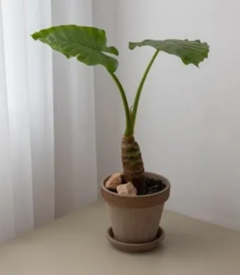 알로카시아 키우기 물주기 햇빛온도 관리 잎 크게 키우는 법_8